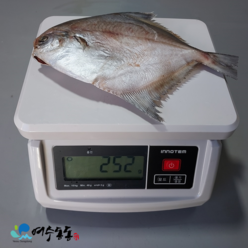 손질 여수 대병어 250g 이상 / 26cm 3마리 100%국내산 와사비 믹스 간장 증정, 3개