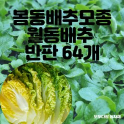 모두다팜 봄동배추 모종 반판 64구 월동배추 모종 알배기배추 모종 봄동모종 겨울배추모종