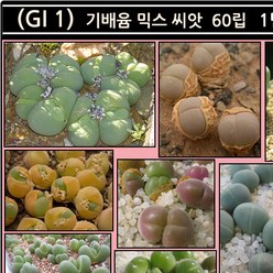 리톱스 나라 씨앗, (GI 1) 기배윰 믹스 씨앗 60립, 1개