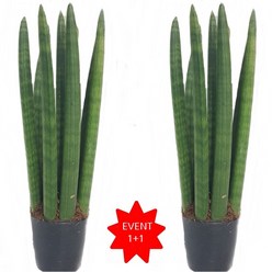 트리앤 1+1 일자형 스투키 25cm 공기정화식물