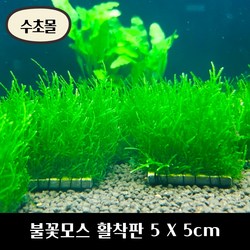 [수초몰] 불꽃모스 5cm X 5cm 활착판 /활착 모스 초보수초 음성수초 활착수초 활착모스 모스활착 피규어모스 화산석활착 구피 새우 수초맛집 피규어활착 피규어 모스볼, 1개