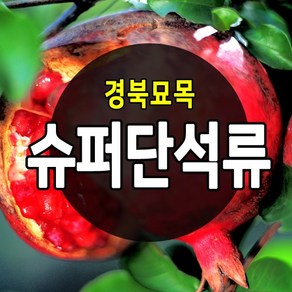 [경북농원] 수퍼 단석류 왕석류등 좋은 품질의 석류묘목 판매중, 슈퍼단석류묘목, 1개, 수퍼단석류 2년생 상묘