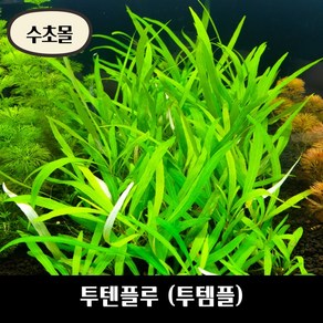 [수초몰] 투텐플루 (투템플) 키우기 쉬운 수초, 2촉, 1개