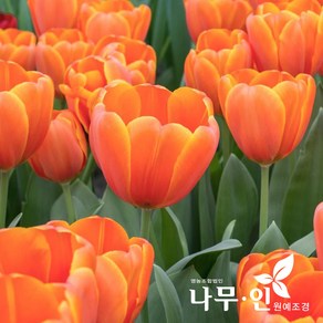 [나무인] 튤립 알뿌리 주황색 (트리플 에이) 10개, 1개