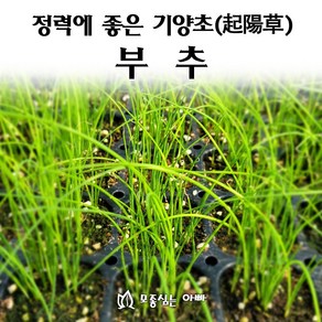 [모종심는아빠] 정력에 좋은 기양초 부추 모종(포트)