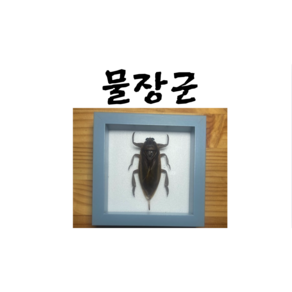 곤충표본 물장군 표본, 1개