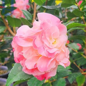 [이삽저삽]서향동백나무화분 (키110~120cm내외/8치화분포함)대품/ 향동백 향기동백나무 향기로운 예쁜 핑크색꽃 / 공기정화식물 실내인테리어용 관상용, 1개