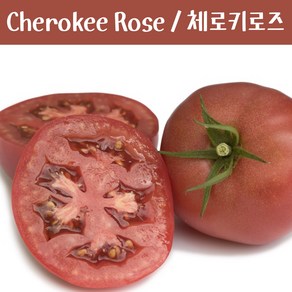 토마토키우기Cheokee Rose 체로키로즈 희귀 토마토 교육용 체험용