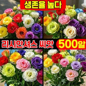[발아율 높다~!] 500/1000/2000 리시안셔스 씨앗 모종 꽃도라지 생화 종자 베란다 정원 꾸미기 믹스 색상, 1세트
