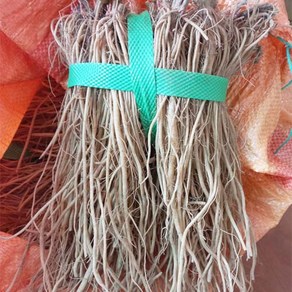 생우슬뿌리2kg / 우슬 뿌리 생 우슬뿌리 세척하지 않은 쇠무릎 뿌리, 2개, 900g