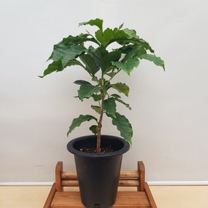 [용이네 화원] 힐링을 생각나게 하는 아라비카 커피나무 149 화원 농원, 1개
