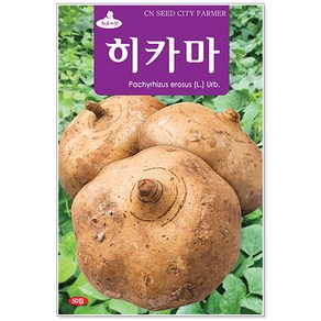 히카마 50립 씨앗, 1개