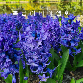 히야신스 퍼플 블루스타 [3포트 포트당 1구식재 복남이네야생화 구근 hyacinth], 3개