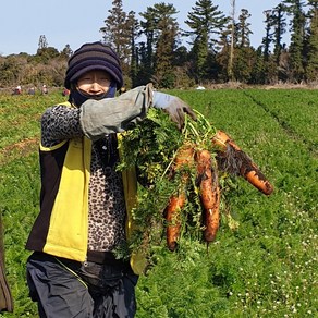 싱싱한 제주도 햇 흙당근 3kg 5kg 10kg, 1개, 3kg(중과)