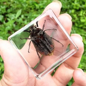 송진 곤충 표본 딱정벌레 나비 장식품 가정 장식 액세서리 인형 29, l