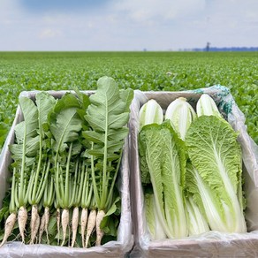 동두천 아삭이 어린 열무 얼갈이 세트, 1박스, 2kg, 열무1kg얼갈이1kg