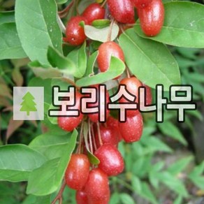 왕보리수나무 묘목 삽목2년 툭묘 2주묶음