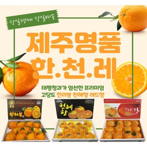 제주 한라봉 천혜향 레드향 3KG, 9~12과 천혜향 대과 3KG, 1개