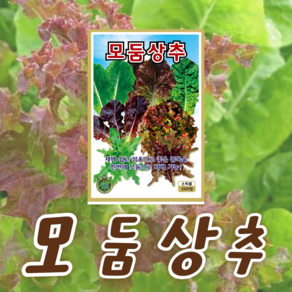 모둠 상추 씨앗 종묘 1500립, 1개