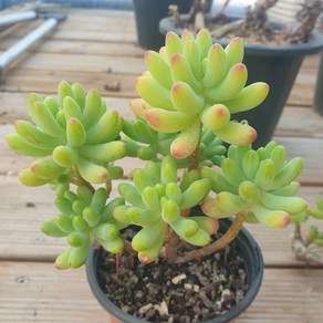 [수암다육] 을녀심 랜덤발송 Sedum pachyphyllum 다육 다육이 다육식물 537