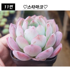 희귀다육 28종 모아보기, 1개