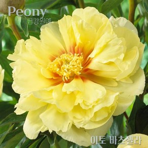 이토 작약(Itoh Peony) 숙근 입고 '이토 바츠젤라'(2~3촉) 금강원예, 1개