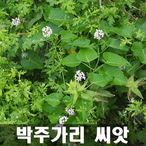 [해피플라워] 박주가리 새박덩굴 씨앗 10g(약 3000립) / 봄 여름 파종 자양강장 약초 종자, 1개