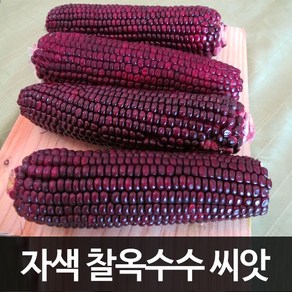 자색 찰옥수수 씨앗 자홍 옥수수 씨앗 corn seed 70알