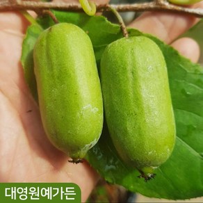 용성2호 왕다래 2년생 덩굴식물 자가수정 다래나무, 2년생포트, 1개