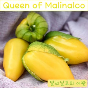 Queen of Malinalco 말리날코의 여왕 토마틸로 희귀토마틸로 교육 체험용 세트