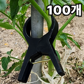 업라이프 고추집게, 100개