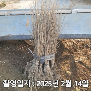 충주원예조경 / 이팝나무 / 실생3년(특) / 1등묘, 1개
