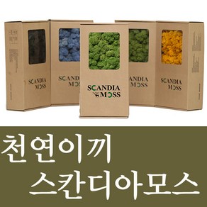 스칸디아모스 1위 소울라인 공기정화 천연이끼 RM500 습도조절 흡음 냄새제거 관리가 거의 필요없는 식물, 25.바이올렛