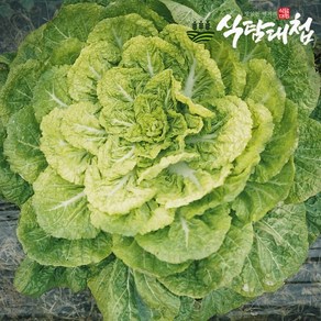 [KT알파쇼핑]식탐대첩 국내산 남도 봄동(납작배추) 2kg(특품), 2kg, 1박스