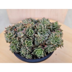 [청담다육] 라조야 철화풀린 다육이 (랜덤배송), 1, 1개
