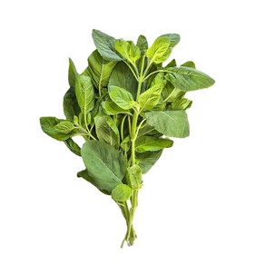 신선한 가파오 홀리바질 타이바질 holy basil 15~40g