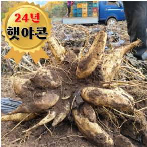 [고랭지] 평창 야콘 직접재배 24년산 햇야콘 숙성완료, 1박스, 중 5kg(상 부러짐)