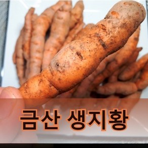 국내산 햇 생지황 (금산직거래) 1kg