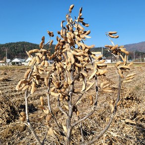 2024 국산 강원도 홍천 햇 메주콩 장류용 대왕2호 매주 백태 콩 1번구(대)등급 직접생산 농부직판 대량구매가능