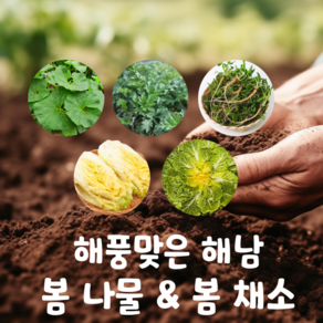 해풍맞고 자란 해남 진도 쑥 머위 냉이 봄동 알배기 건강한 봄채소 봄나물, 500g, 1개, 손질 세척 냉이