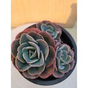 [청담다육] 캐미솔 3두 다육이 예쁜다육(랜덤), 1개, 1