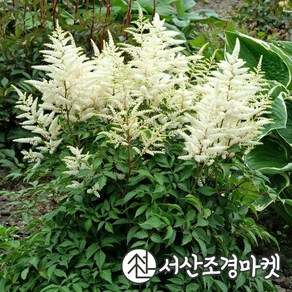 아스틸베 숙근 워싱턴 노루오줌 유럽직수입 서산조경마켓, 1개