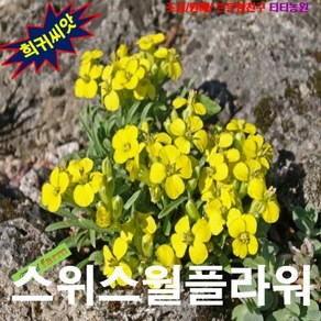 (희귀씨앗) 스위스월플라워 (Swiss Wallflowe) 20립, 1개