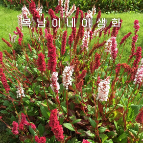 여뀌 다즐링레드 [1개 복남이네야생화 모종 지피 범꼬리 페르시카리아 pesicaia], 1개
