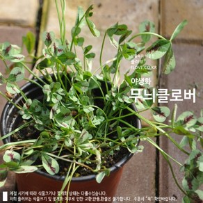 무늬클로버, 1개