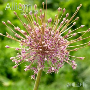 알리움(Alium) 추식 구근 입고 금강원예, 1세트