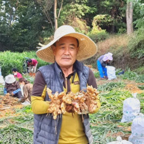 국내산 산지직송 완주 봉동 햇 생강 흙생강