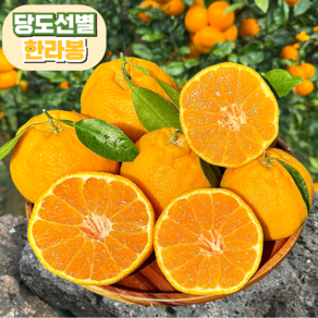 [당도선별] 한라봉 14bix 제주 산지직송, 1개, 가정용 10kg