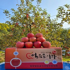 연말할인 사과 최고의 브랜드 밀양얼음골사과 특품 특대과 10kg(22~24개) 선물용 강추, 1개