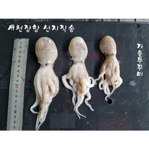 서천장항쭈꾸미/10~18cm/15~18 미, 2개